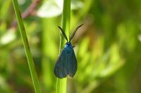 Jordanita globulariae