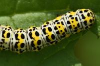 Cucullia verbasci