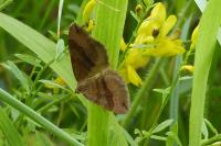Scotopteryx chenopodiata