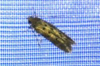 Pseudotelphusa paripunctella