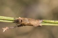 Tortricodes alternella