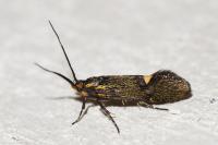 Esperia sulphurella