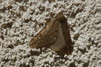 Alsophila aescularia