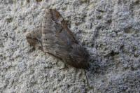 Alsophila aescularia