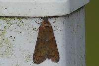 Tortricodes alternella