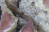Thaumetopoea pityocampa