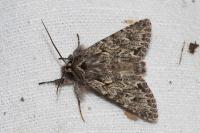 Xylocampa areola