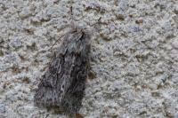Xylocampa areola