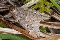 Alsophila aescularia