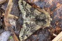 Apocheima hispidaria