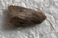 Orthosia populeti