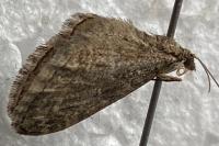 Eupithecia abbreviata