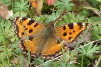 Nymphalis polychloros
