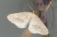 Phigaliohybernia marginaria