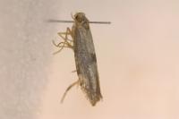 Argyresthia spinosella