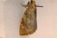 Aleimma loeflingiana