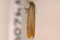 Helcystogramma rufescens