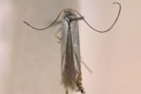 Lyonetia prunifoliella