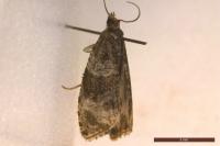 Orthotaenia undulana