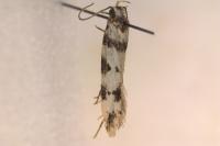 Pseudotelphusa scalella