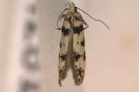 Pseudotelphusa scalella