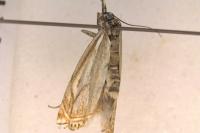 Crambus lathoniellus