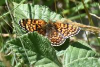 Melitaea phoebe