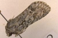 Acronicta aceris