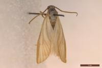 Acentria ephemerella