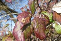 Stigmella aurella