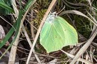 Gonepteryx rhamni