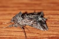 Autographa gamma