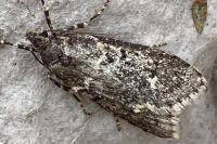 Diurnea fagella