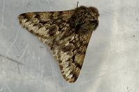 Apocheima hispidaria