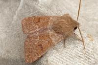 Orthosia miniosa