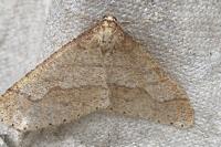 Phigaliohybernia marginaria