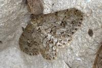 Ectropis crepuscularia