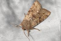 Orthosia incerta