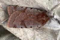 Cerastis rubricosa