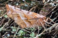 Selenia dentaria