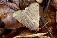 Conistra erythrocephala