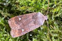 Eupsilia transversa