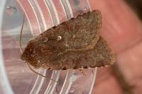 Cerastis rubricosa