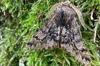 Apocheima hispidaria