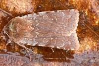 Cerastis rubricosa