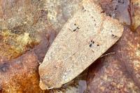 Conistra erythrocephala