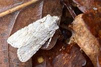 Lithophane ornitopus