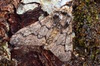 Biston strataria