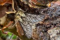 Apocheima hispidaria
