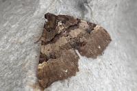 Earophila badiata